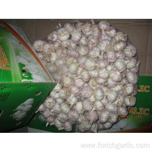 Fresh Normal Garlic 2019